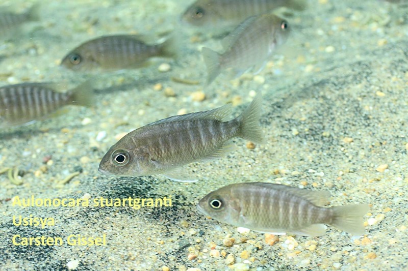 Aulonocara stuartgranti 'Usisya'